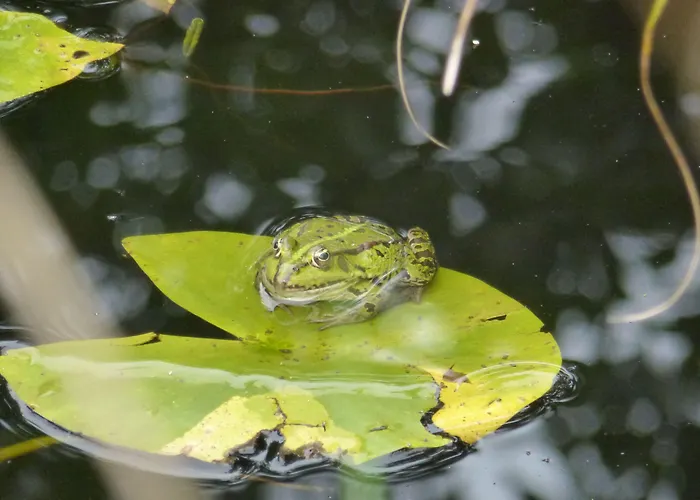 Villa-hufeland Lejlighed