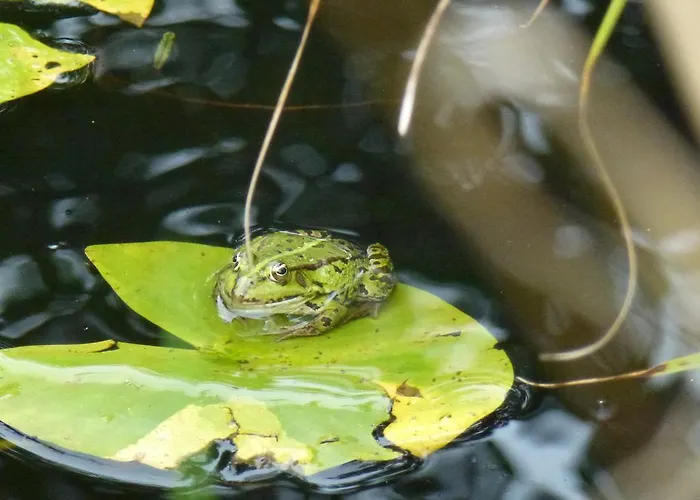 Villa-hufeland Apartment