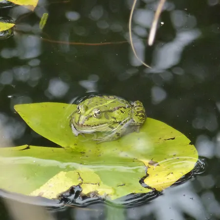 Villa-hufeland Апартаменты